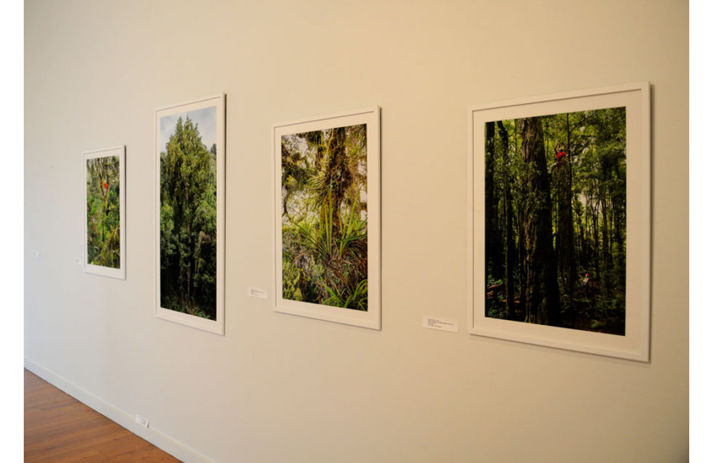 Installation Image of "The New Zealand Tree Project", Ramp Gallery Dec 2015. Including: Steven Pearce, Catherine Kirby and Andrew Harrison